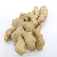 super quality and suitable price new crop ginger and dried ginger